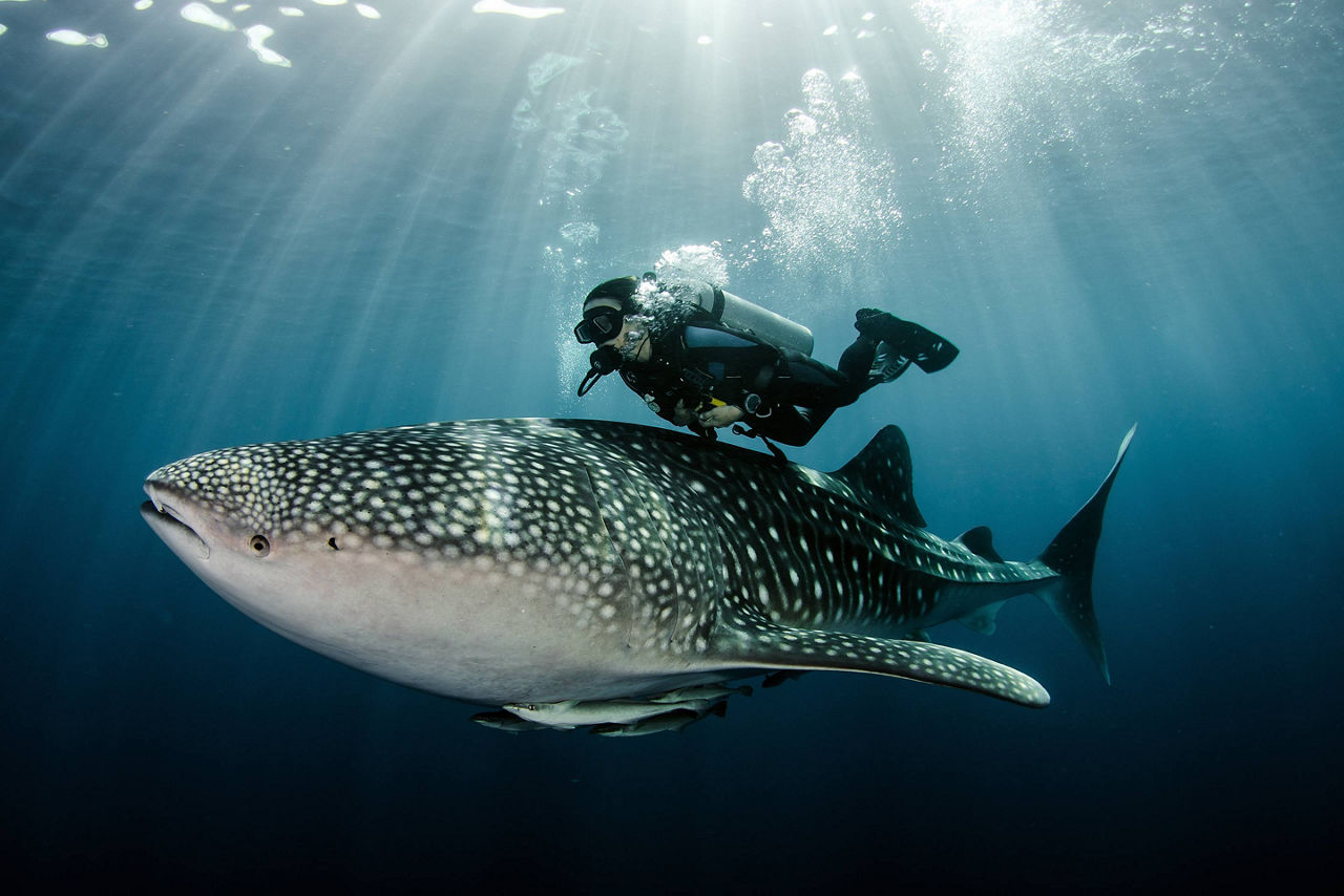 Whale Shark Scuba Diving Tours in Mexico