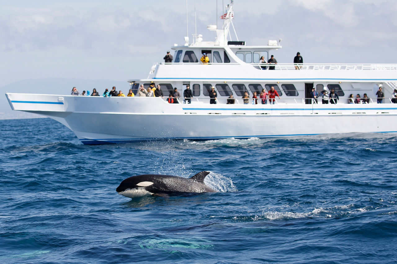 Norway Orca Whale Watching