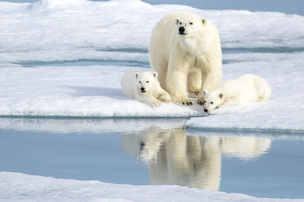 Norway Polar Bear Mom and Cubs