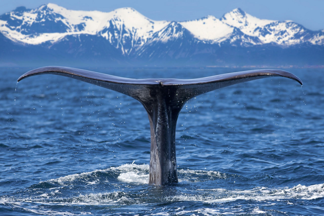 norway whale watching