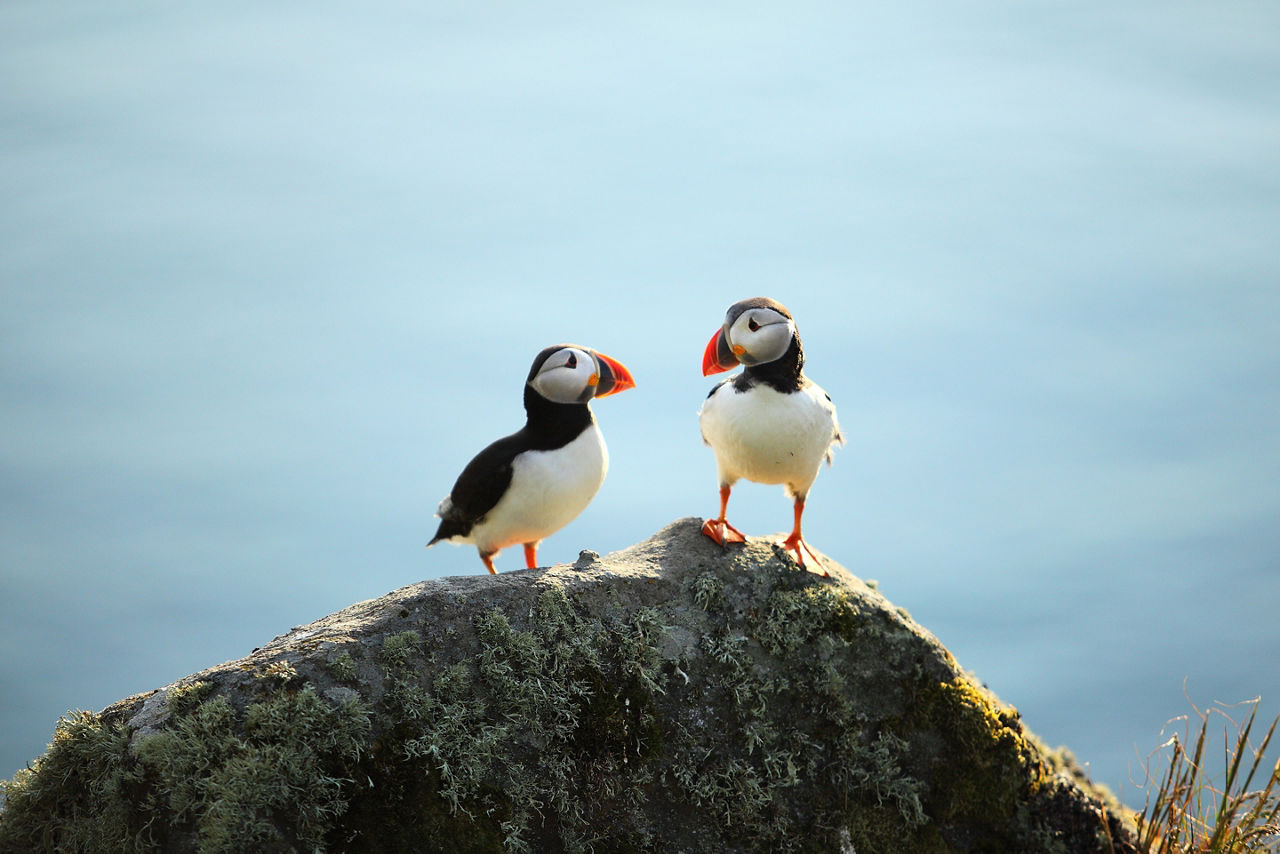 Puffin on a Cliff
