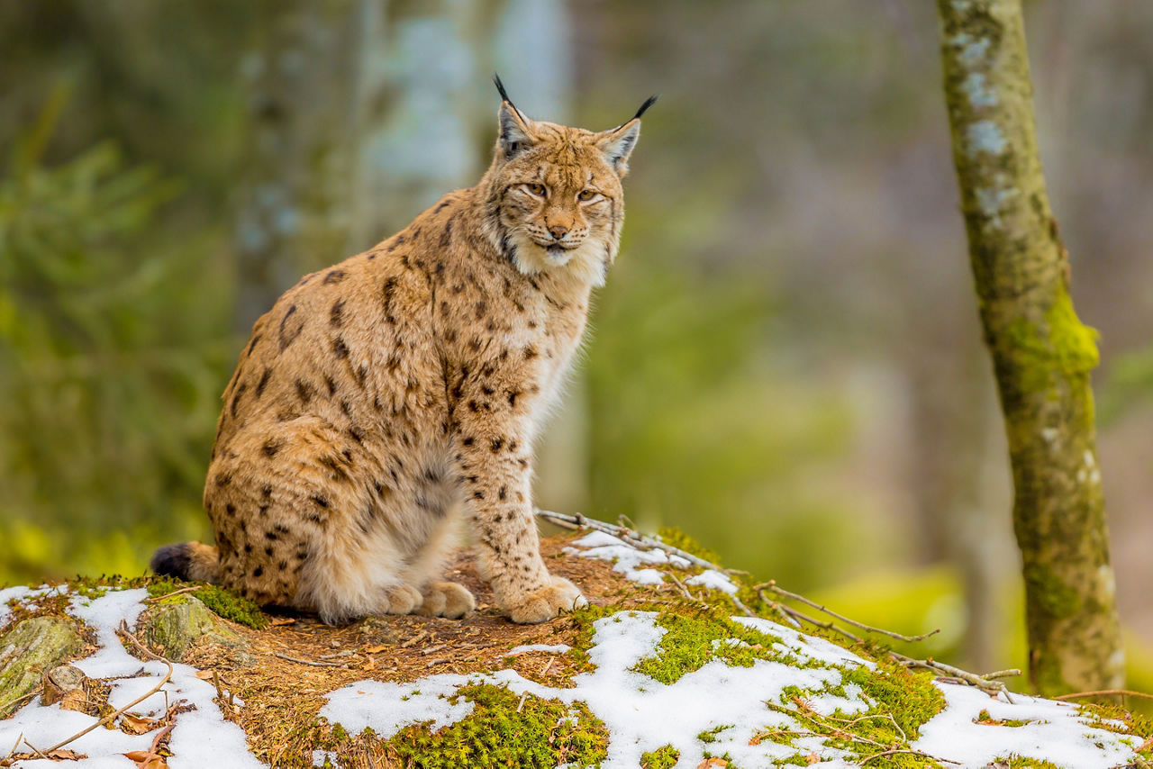 Siberian Wild Cat in the North