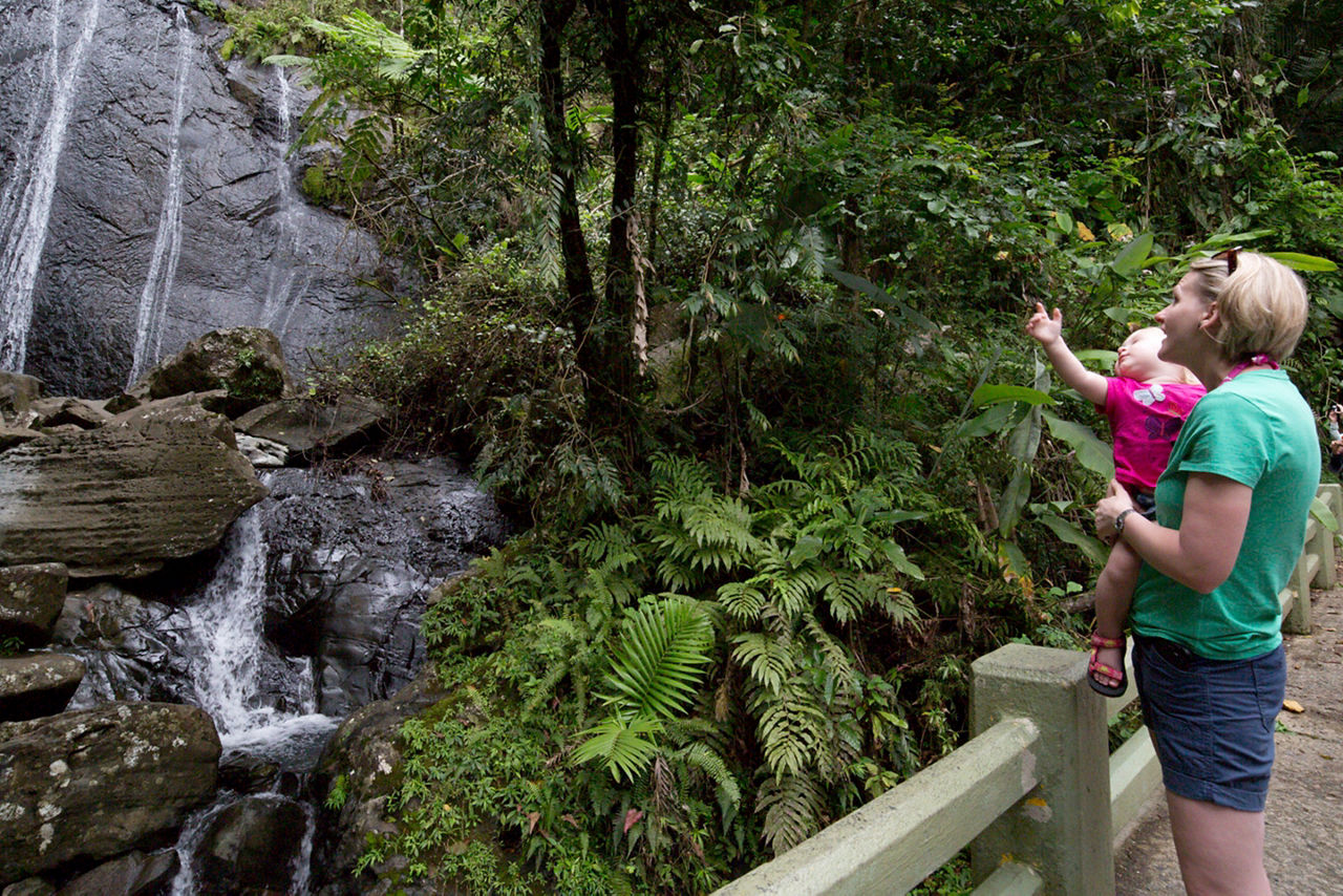 Puerto Rico Yunque Forest