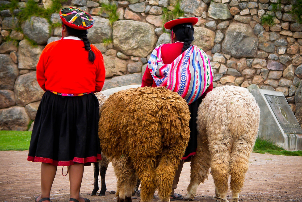 Alpacas in Andes Mountains of Machu Picchu, Peru