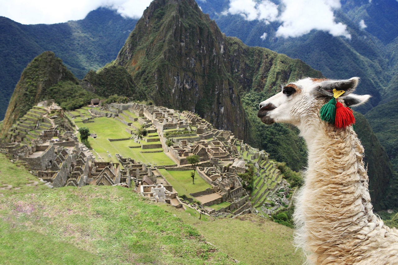 Llama tours in Peru while hiking Machu Picchu