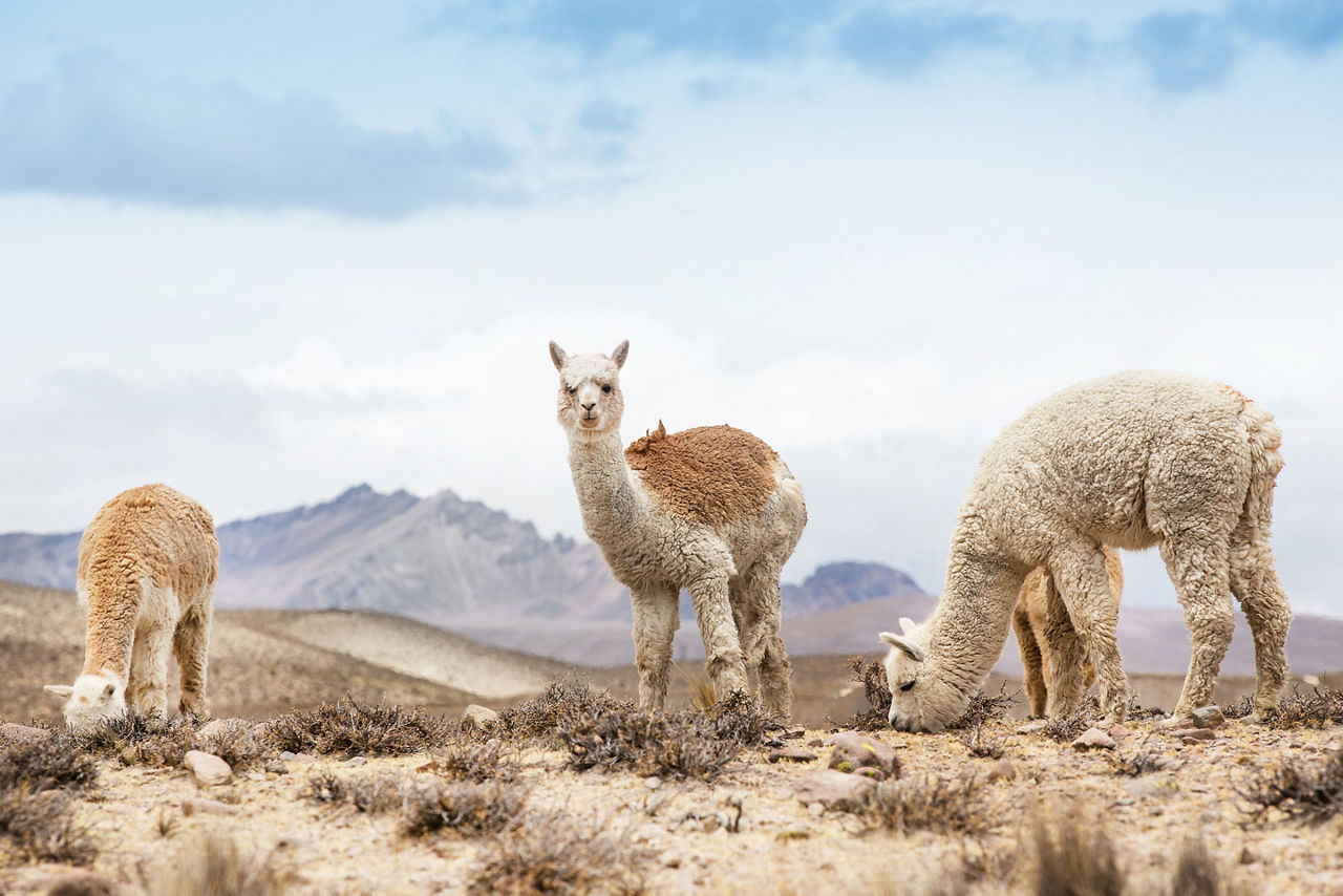 Land of Llamas in Andes Mountains, Machu Picchu, Peru