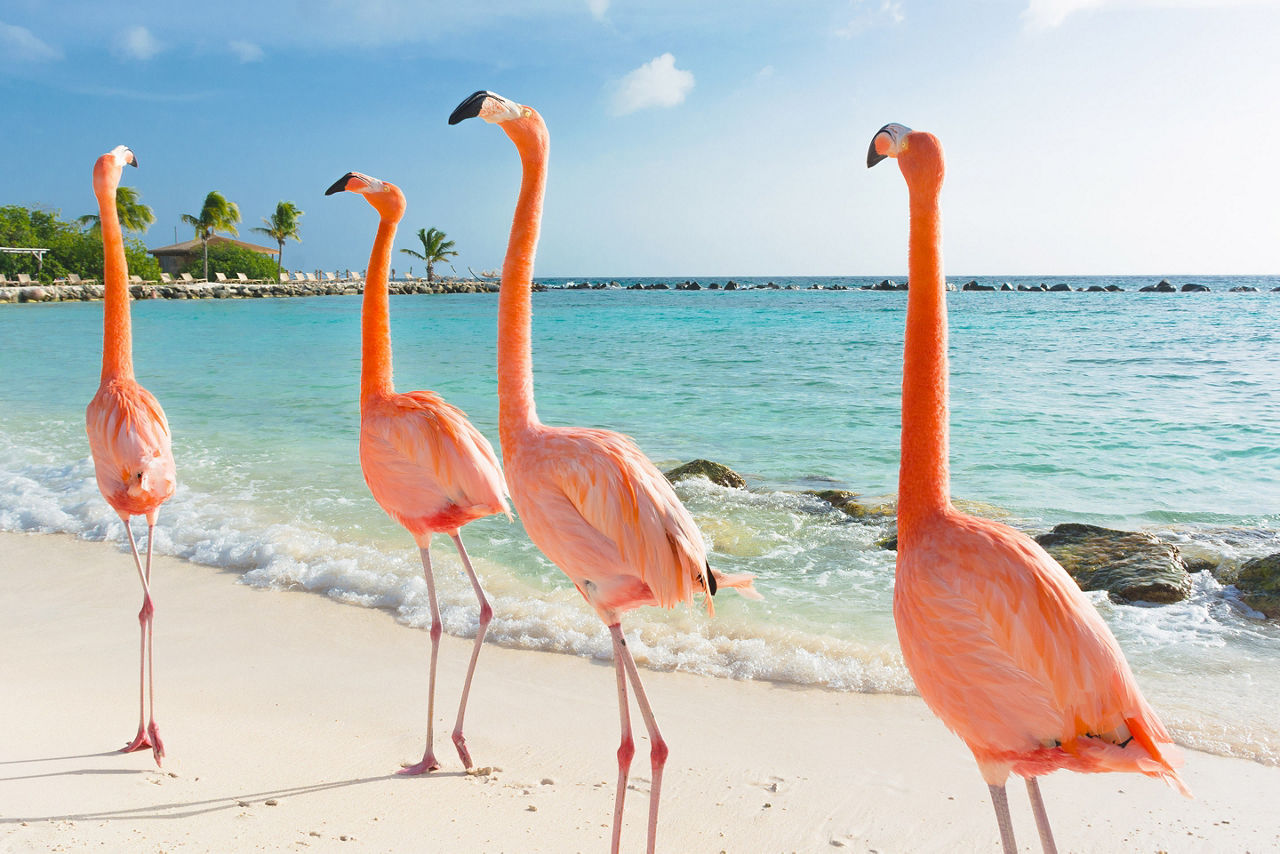 Aruba Pink Flamingos Walking by the Beach