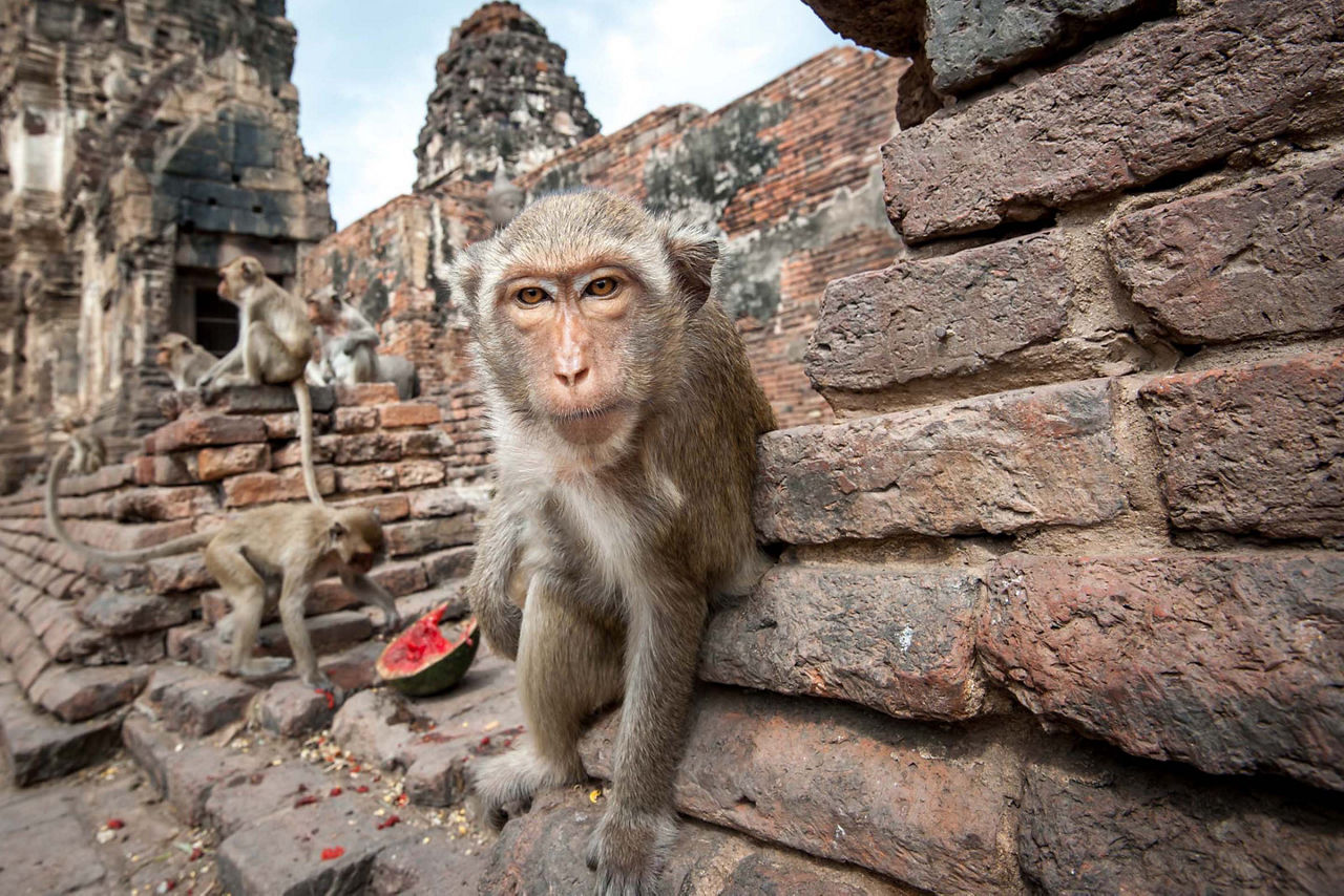 Thailand, Monkey by a Buddhist Pagoda Ruins