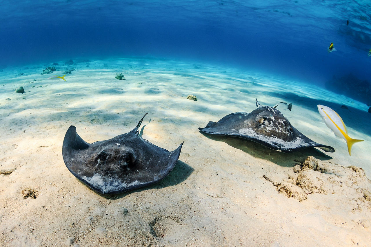 Grand Cayman Stingray City Snorkeling