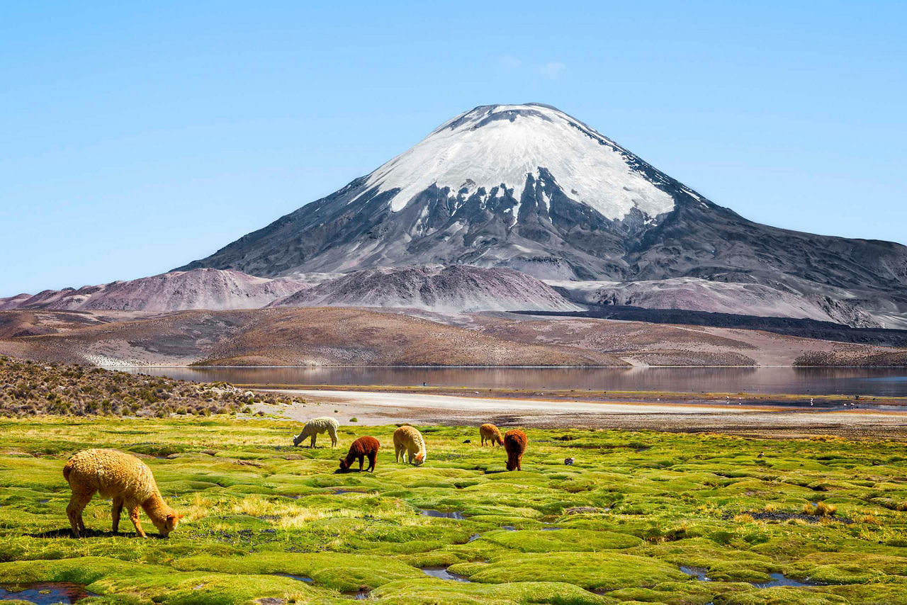 Alpacas Grazing on the Shore  of Lake Chungara, Chile