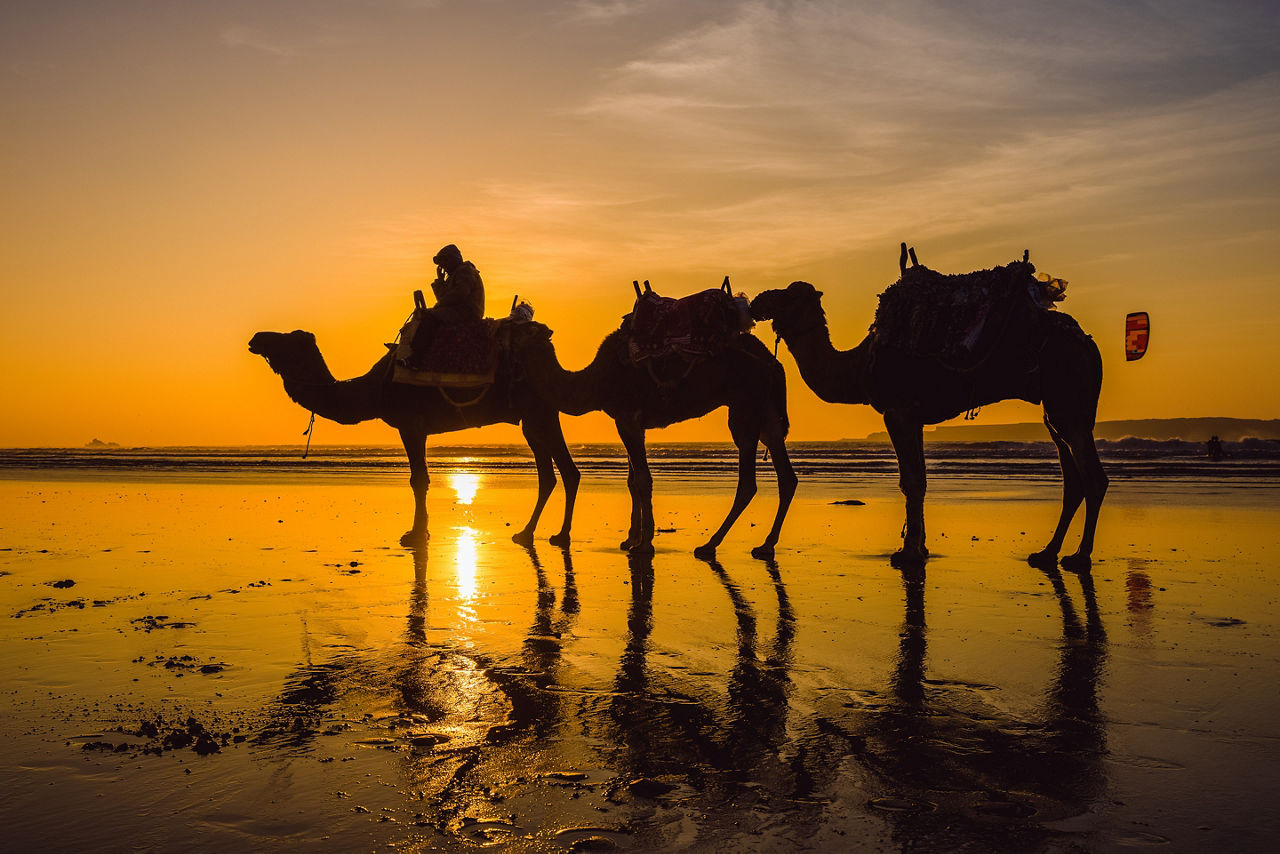 Golden sunset on Cable Beach showing the silhouettes of 3 Camels and their rider. Morocco.