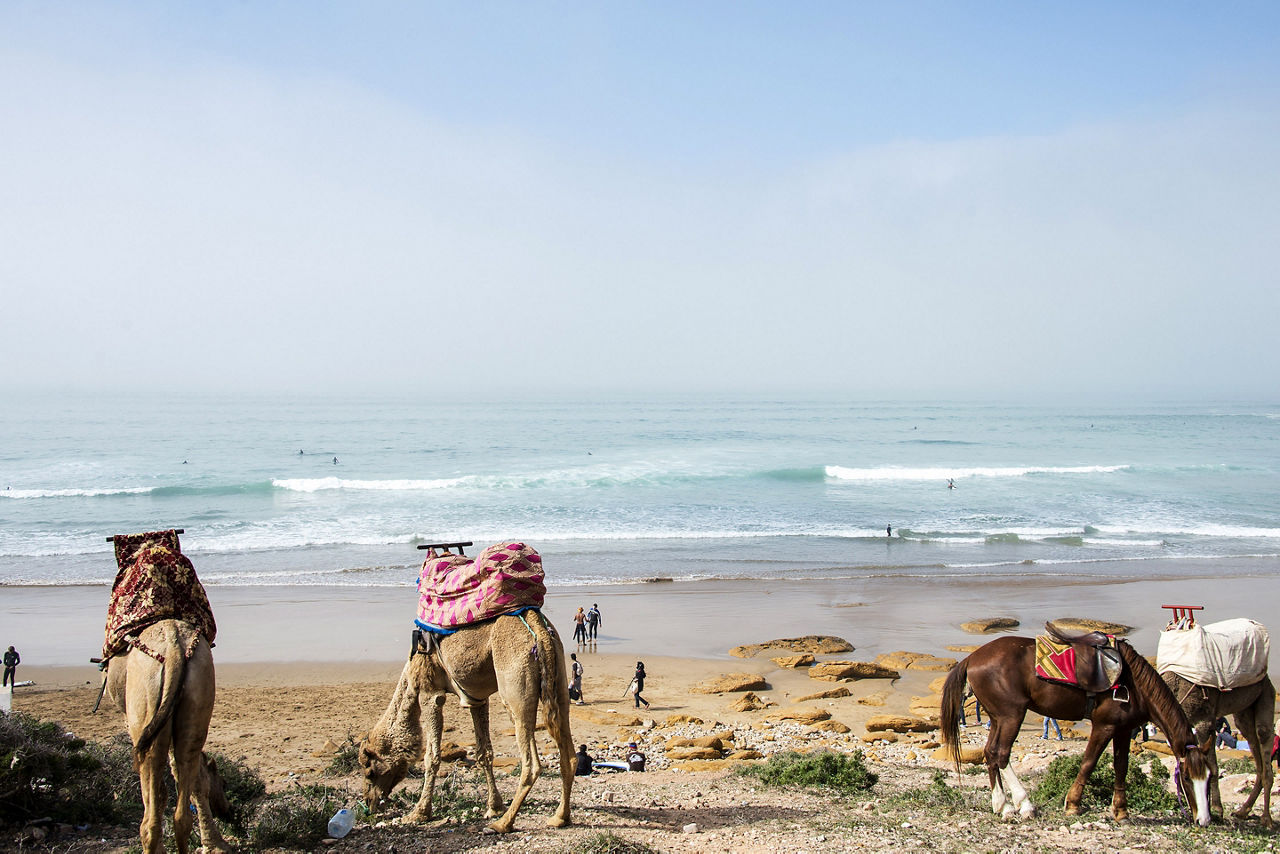 Taking a Surf Trip on Camelback. Agadir, Morocco.