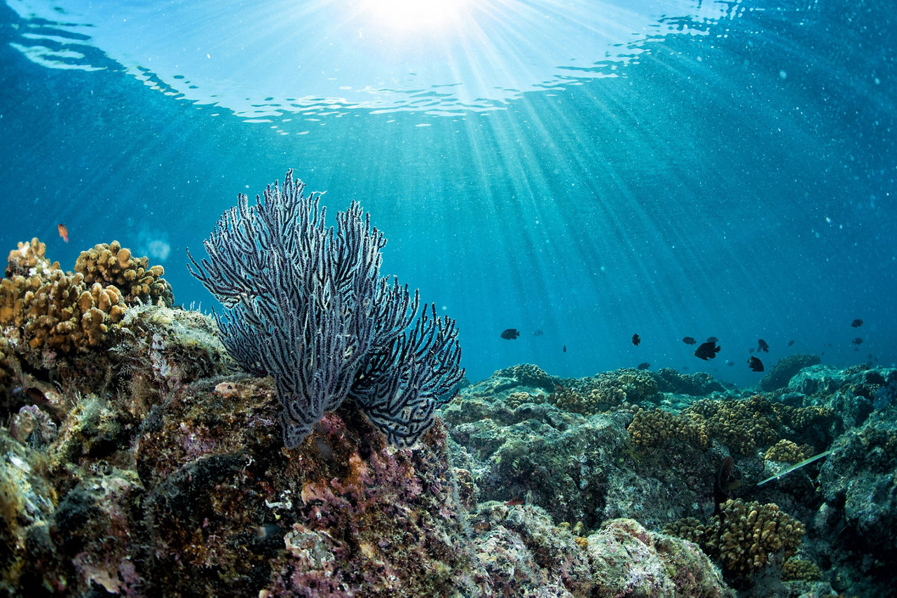 Colorful reef underwater landscape with fishes and corals