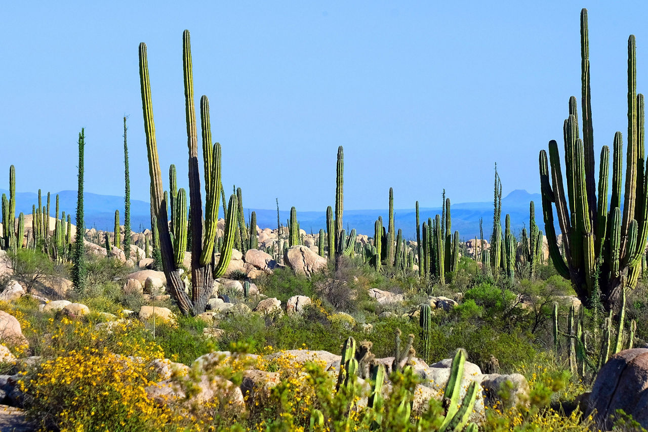 Ensenada Mexico Cactus Valley Baja California