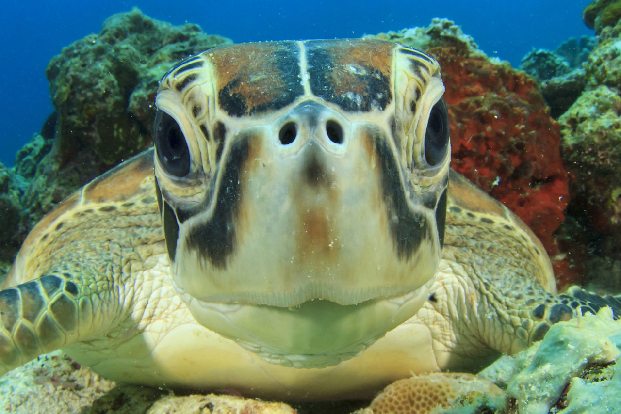 Cute Sea Turtle face