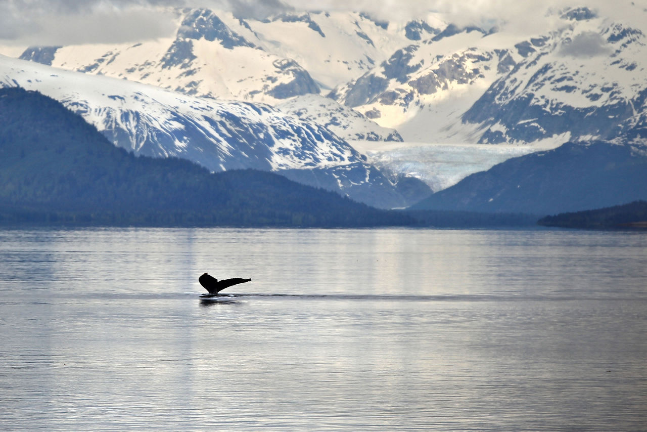 Whale Diving in the Ocean