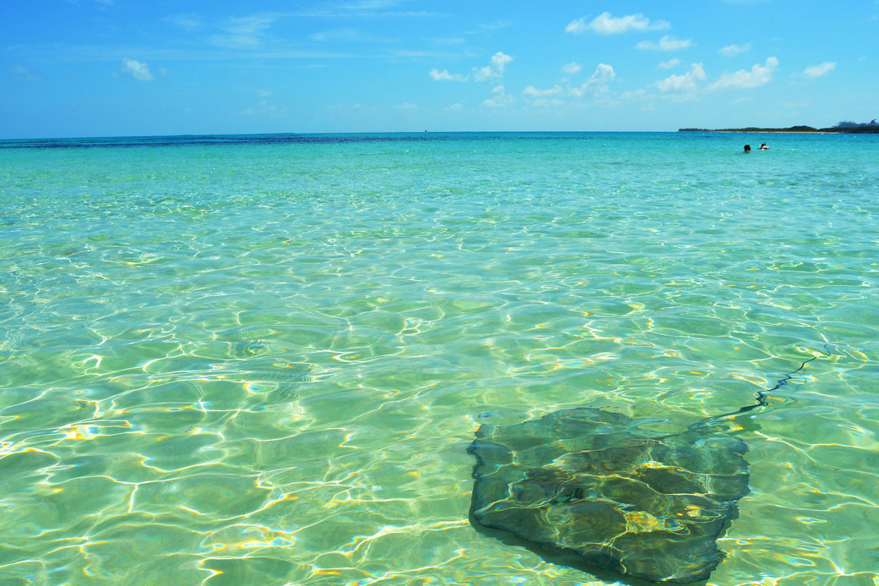 Adult stingray swimming in Grand Turk.