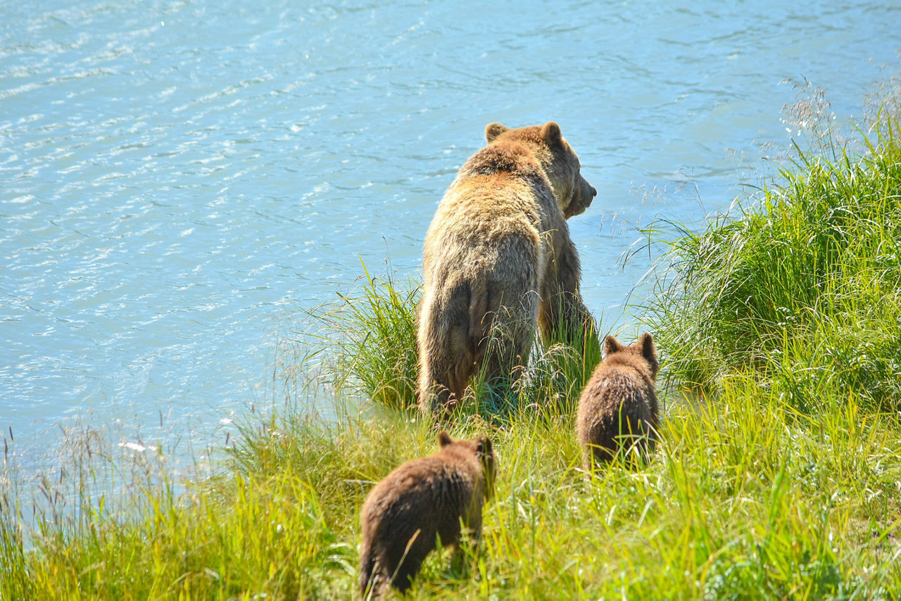 Grizzly Bear Hunting Salmon