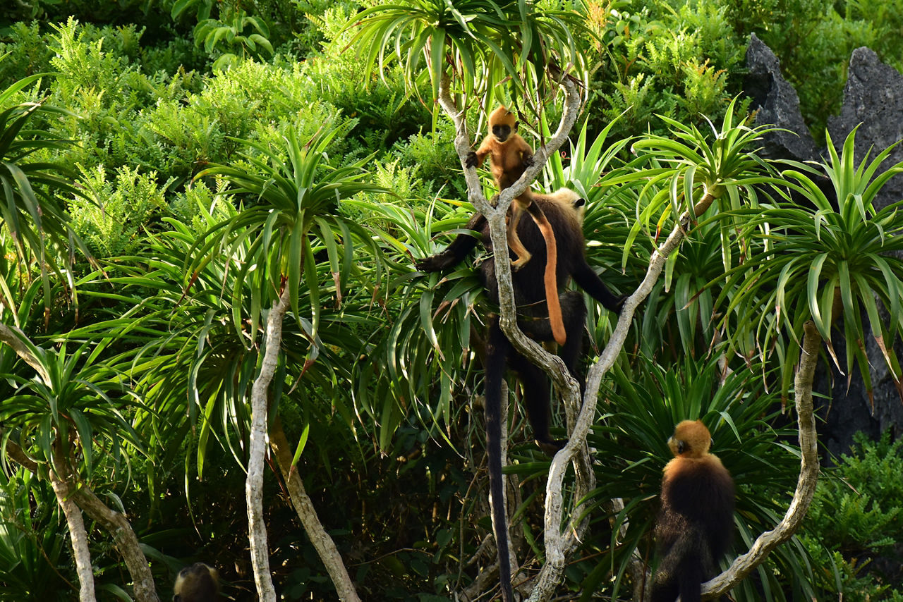 Cat Ba Limestone Langur