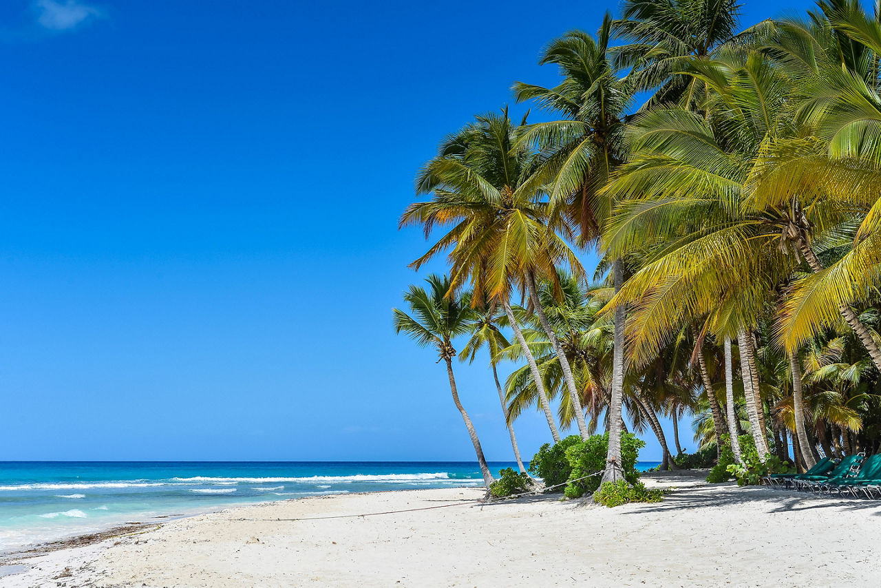 Sandy Caribbean Beach with Coconut Palm Trees and Blue Sea. Saona Island