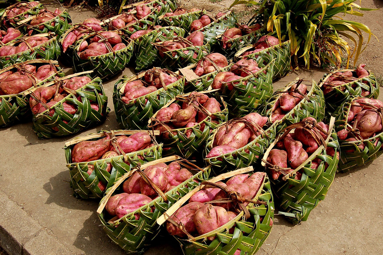 Vanuatu Luganville Kumara Sweet Potatoes at the Local Market