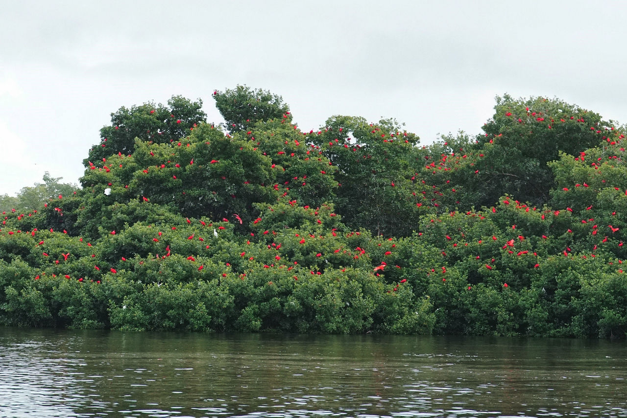 Birds in the Caroni Swamp in Trinidad & Tobago