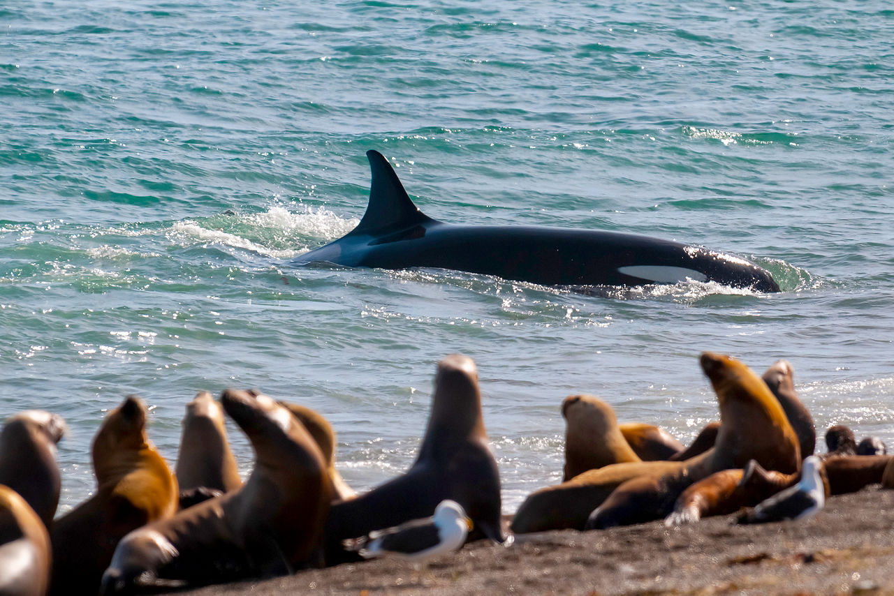 Killer whale hunting sea lions on the paragonian coast, Patagonia, Argentina