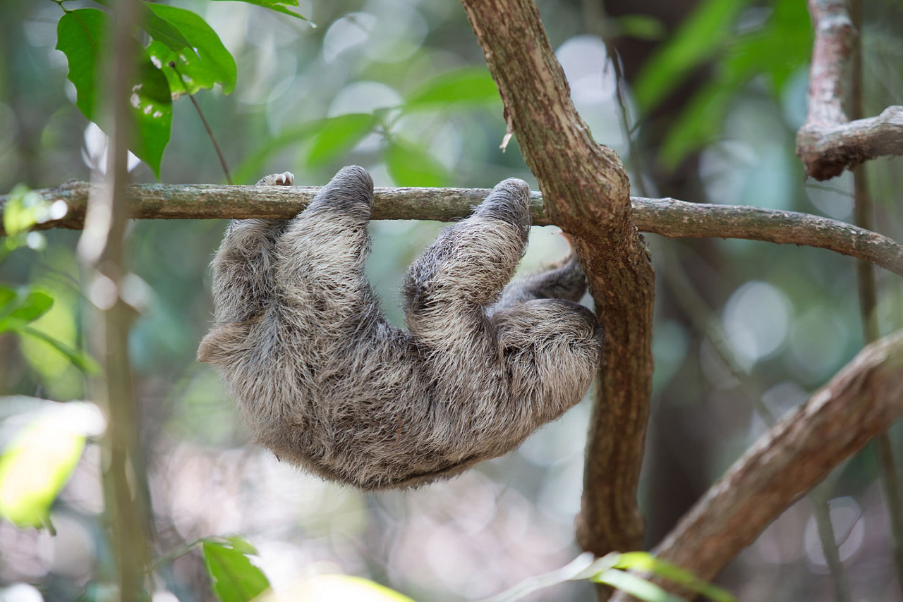 Sloth in Quepos, Costa Rica