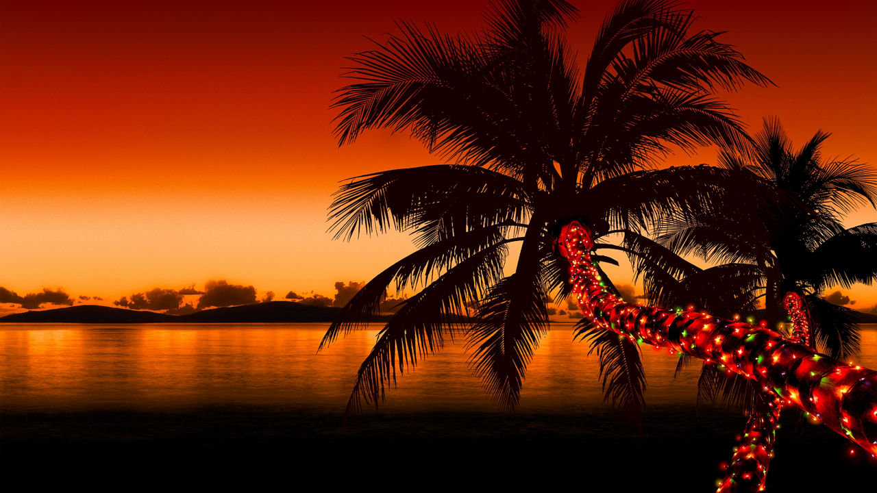 Christmas lights palm tree HP Jumbotron 1920 1080 FAM NF 2x