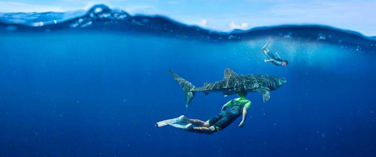 Divers with whale in Cozumel, Mexico | HP