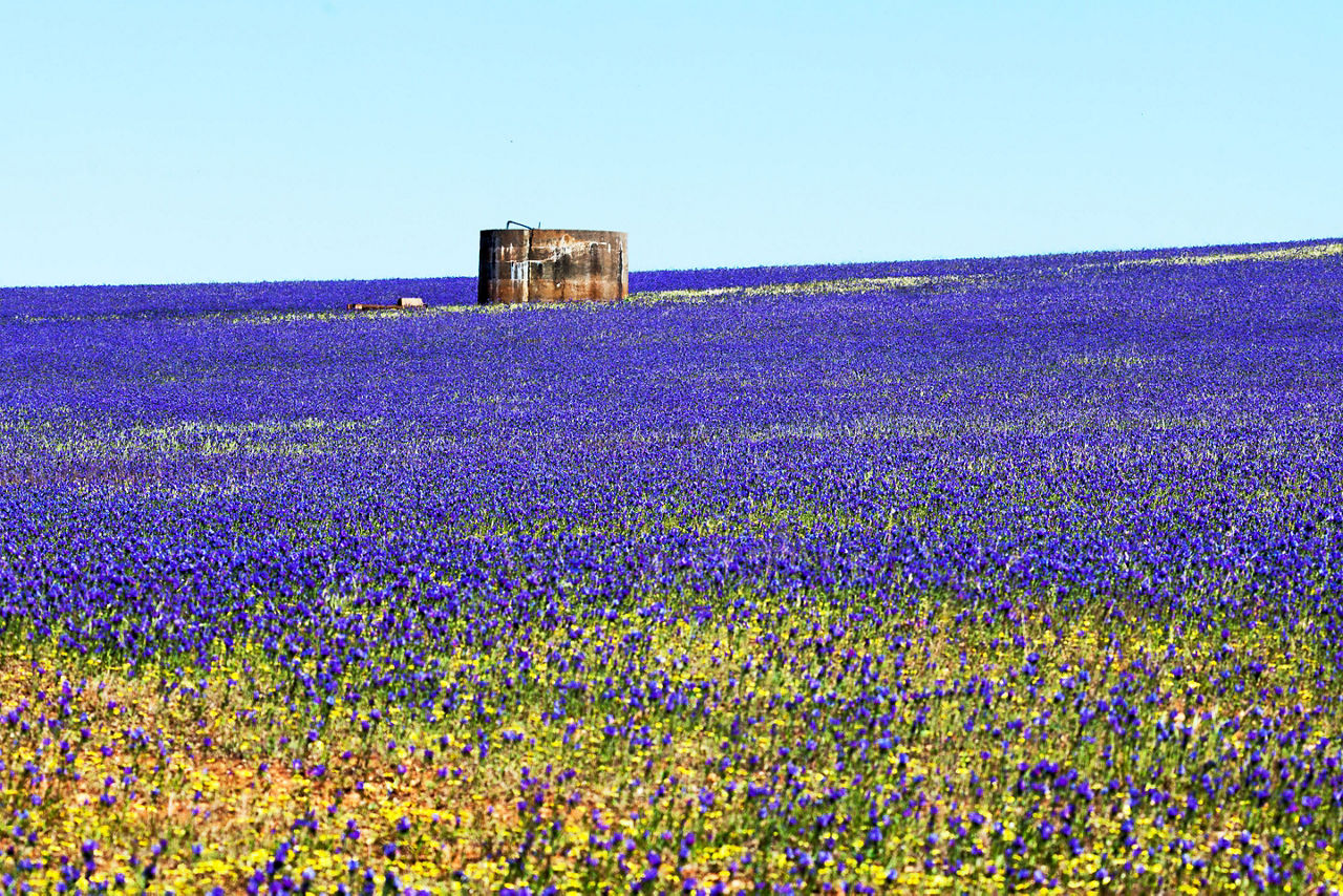 blue Lechenaultia wildflowers in Geraldton. Australia.