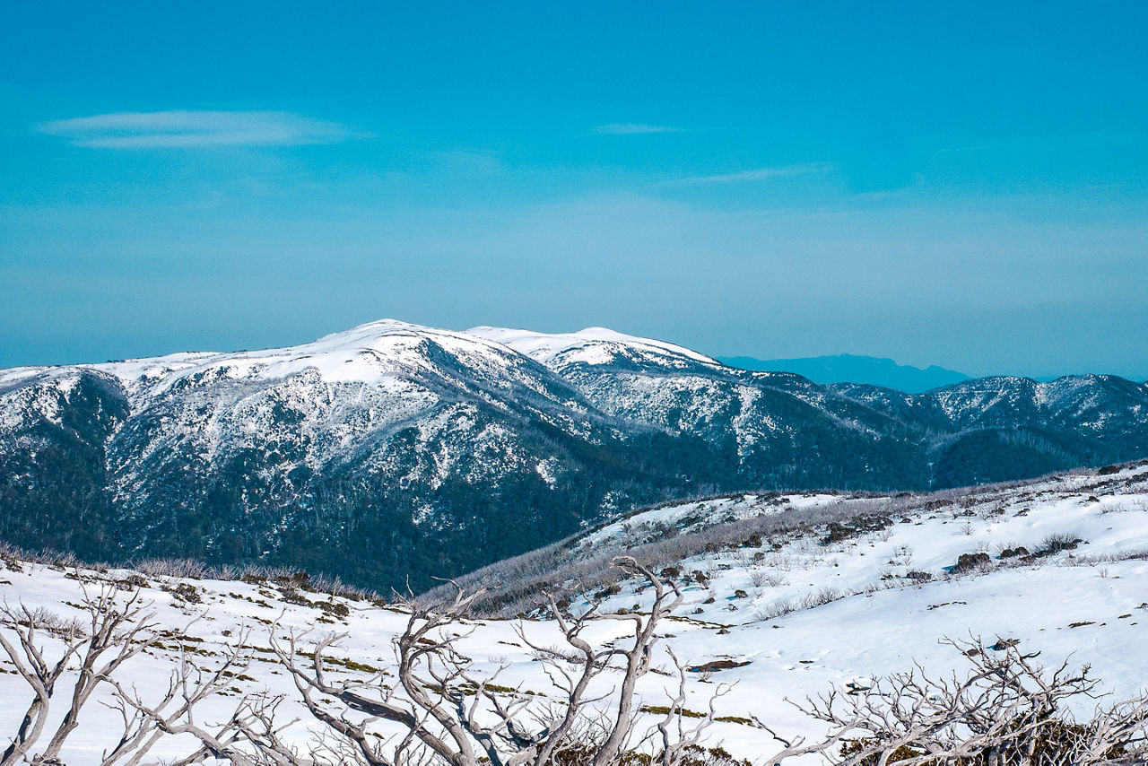 Falls Creek snowy landscape with trees and shrubs. Australia.