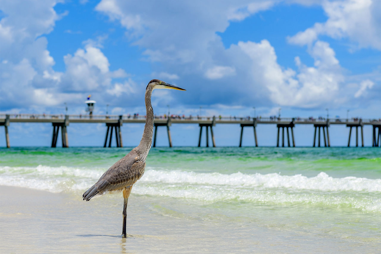 great blue heron ardea herodias walking