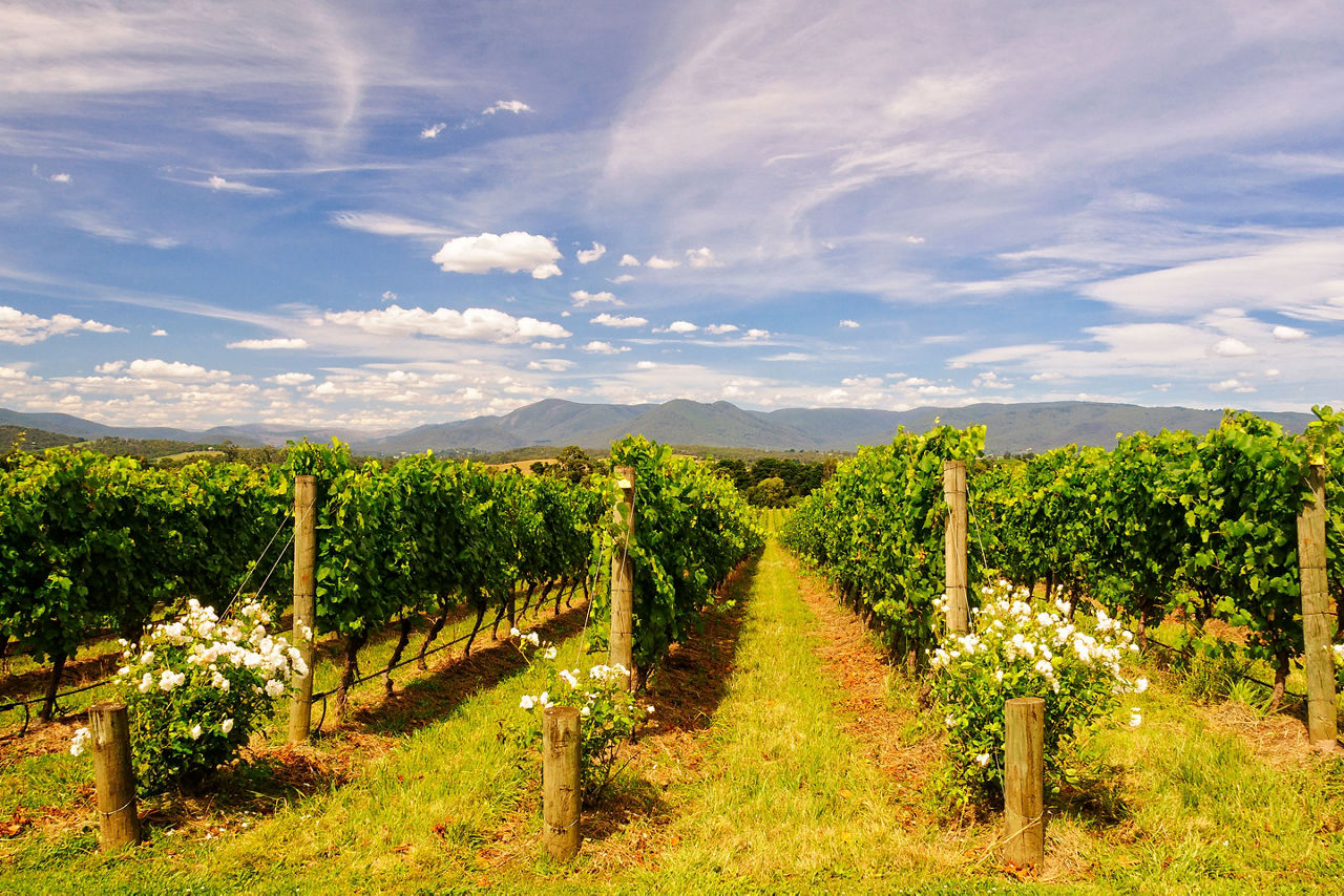 grape vines growing in a Yarra Valley vineyard. Australia.