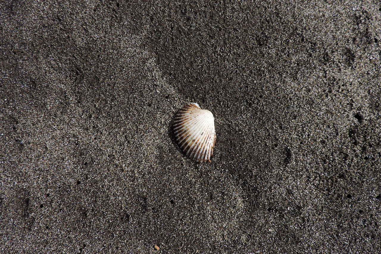 seashell on the Black Sand Beach. The Caribbean.