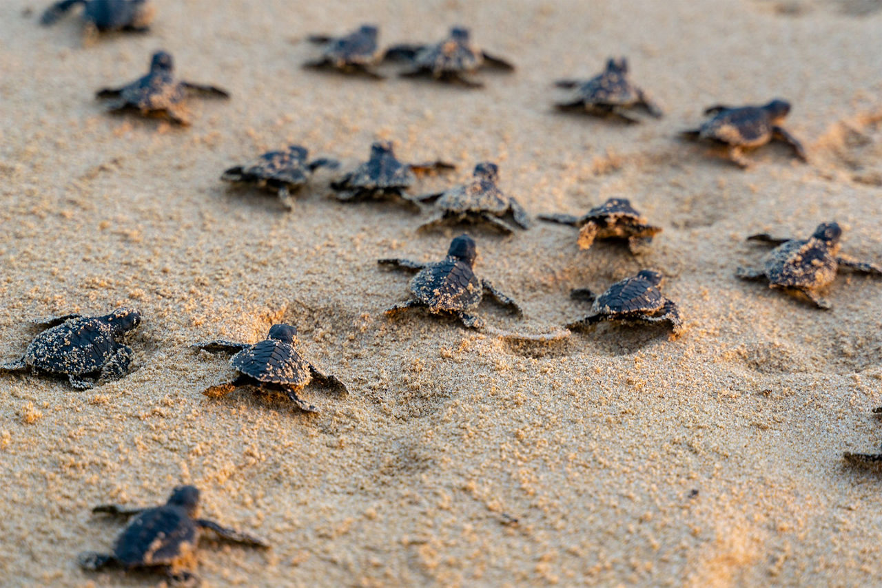 visiting South Florida for Sea Turtle hatching season. Florida.