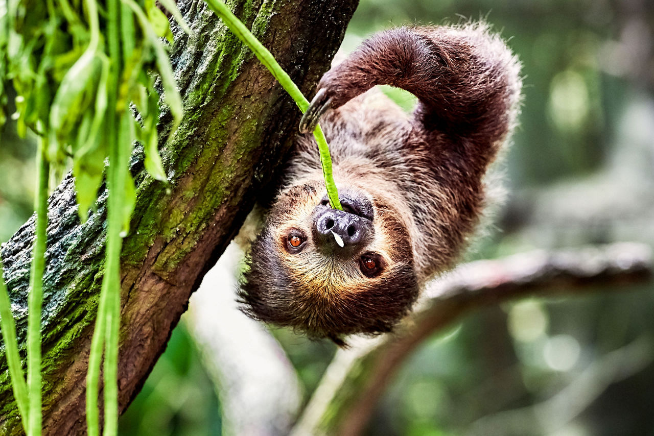 Sloth hanging on a tree and eating leaves at zoo. Florida.