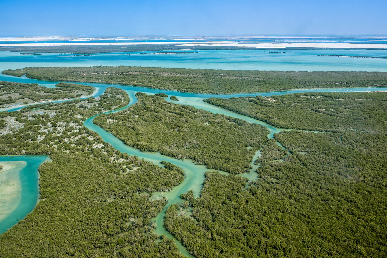 View from above of the mangroves in Abu Dhabi