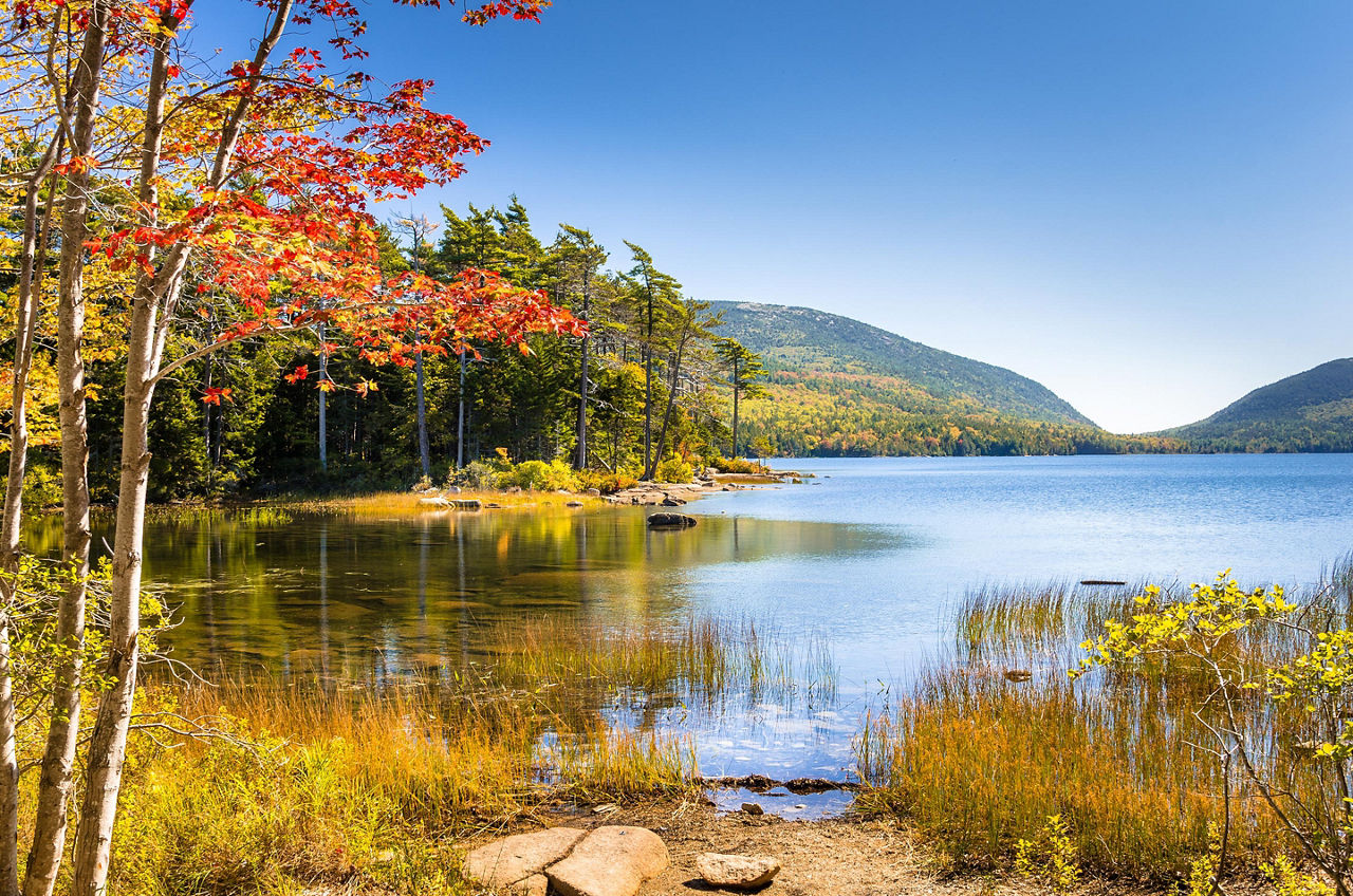 Lush Landscape at Acadia National Park in Bar Harbor, Maine