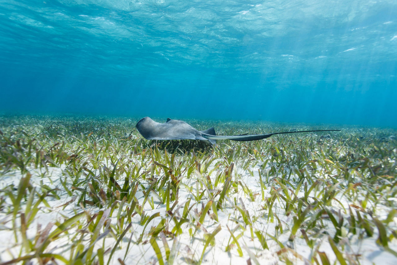 Belize Shark Ray Alley Stingray. Belize City. 