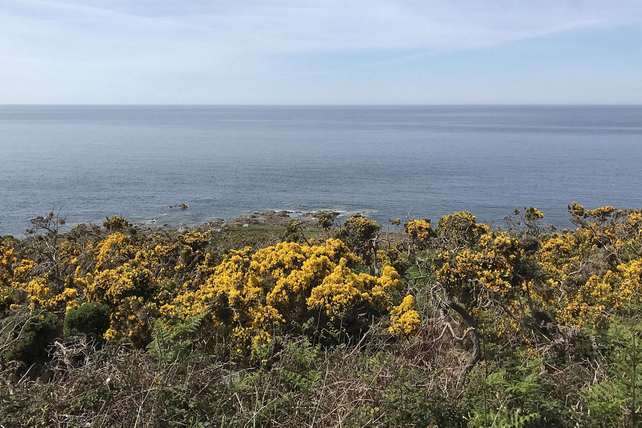 Yellow flowers on a cliff in Cherbourg, France