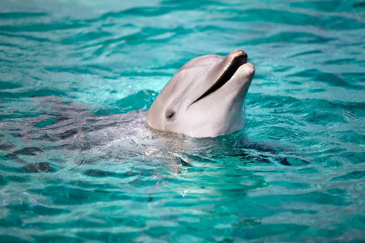 Dolphin Peaks Head out of Water, Cozumel, Mexico