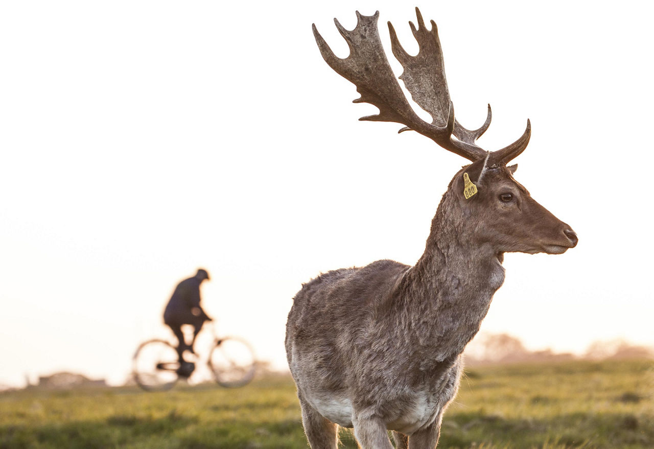 A fallow deer in Phoenix Park in Dublin, Ireland