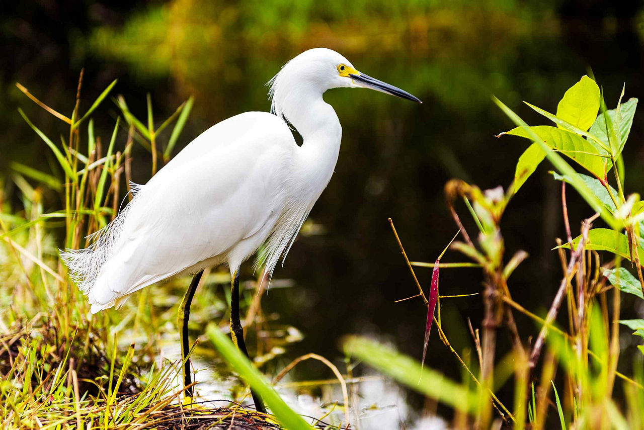 Everglades Bird Close Up, Fort Lauderdale, Florida