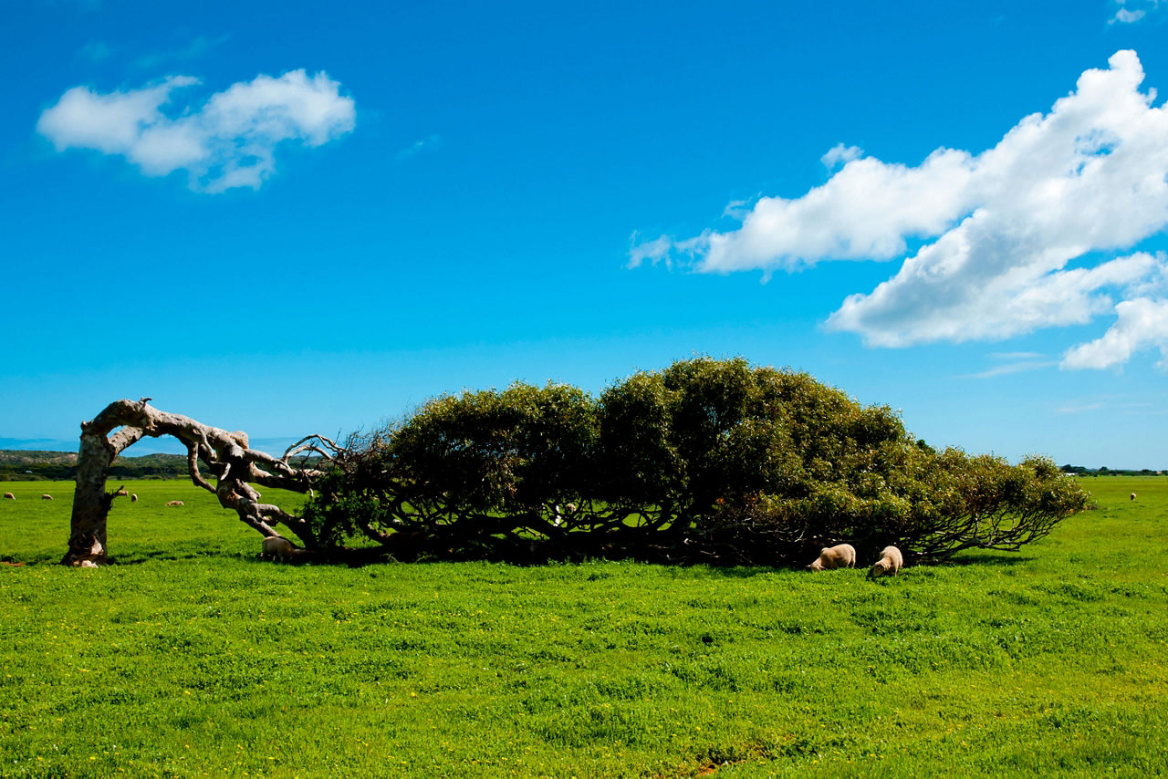 Leaning tree by the road near Geraldton, Australia