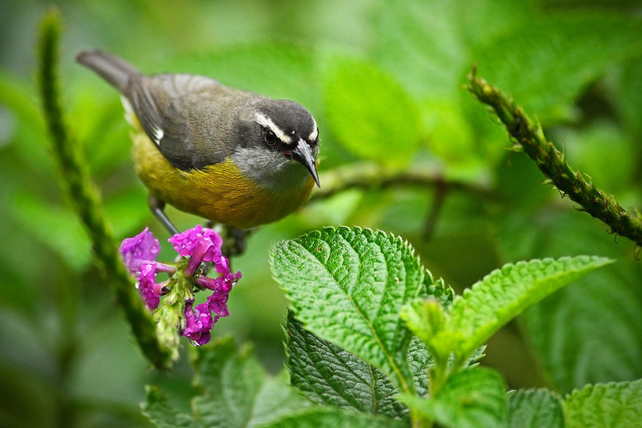 Close up of Bananaquit Bird, Birdwatching, Kralendijk, Bonaire