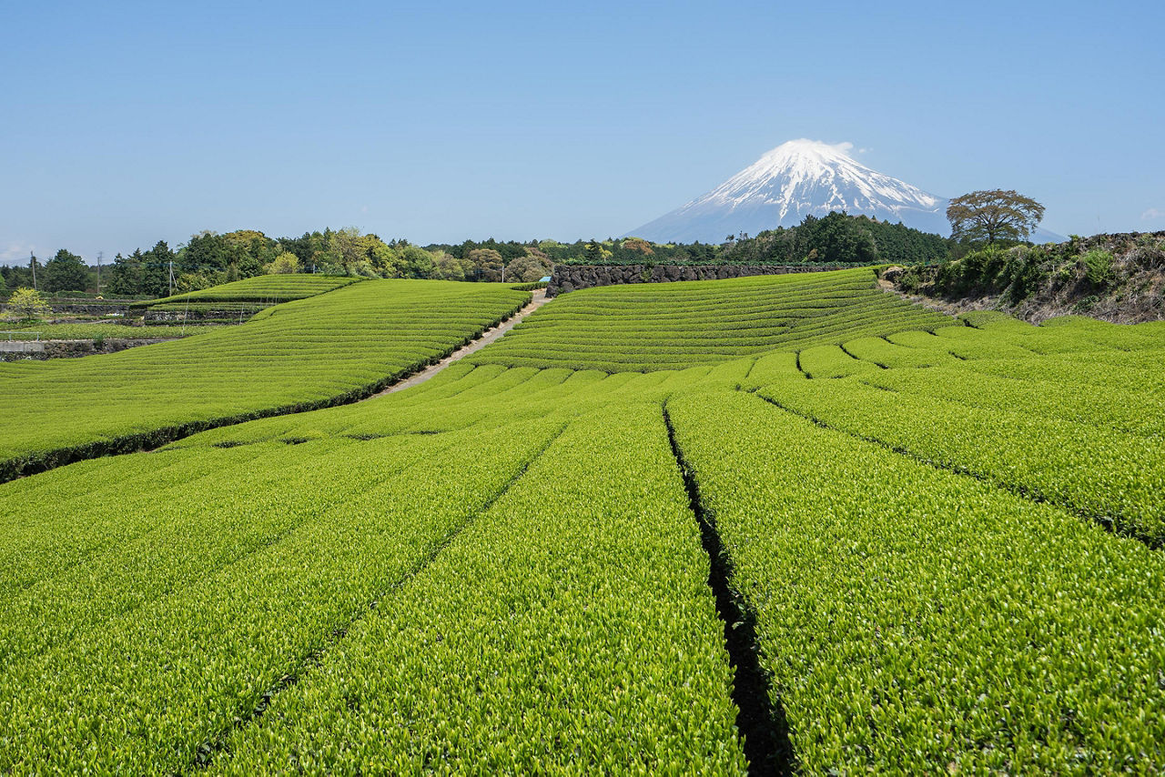 Green tea fields with views of Mount Fuji