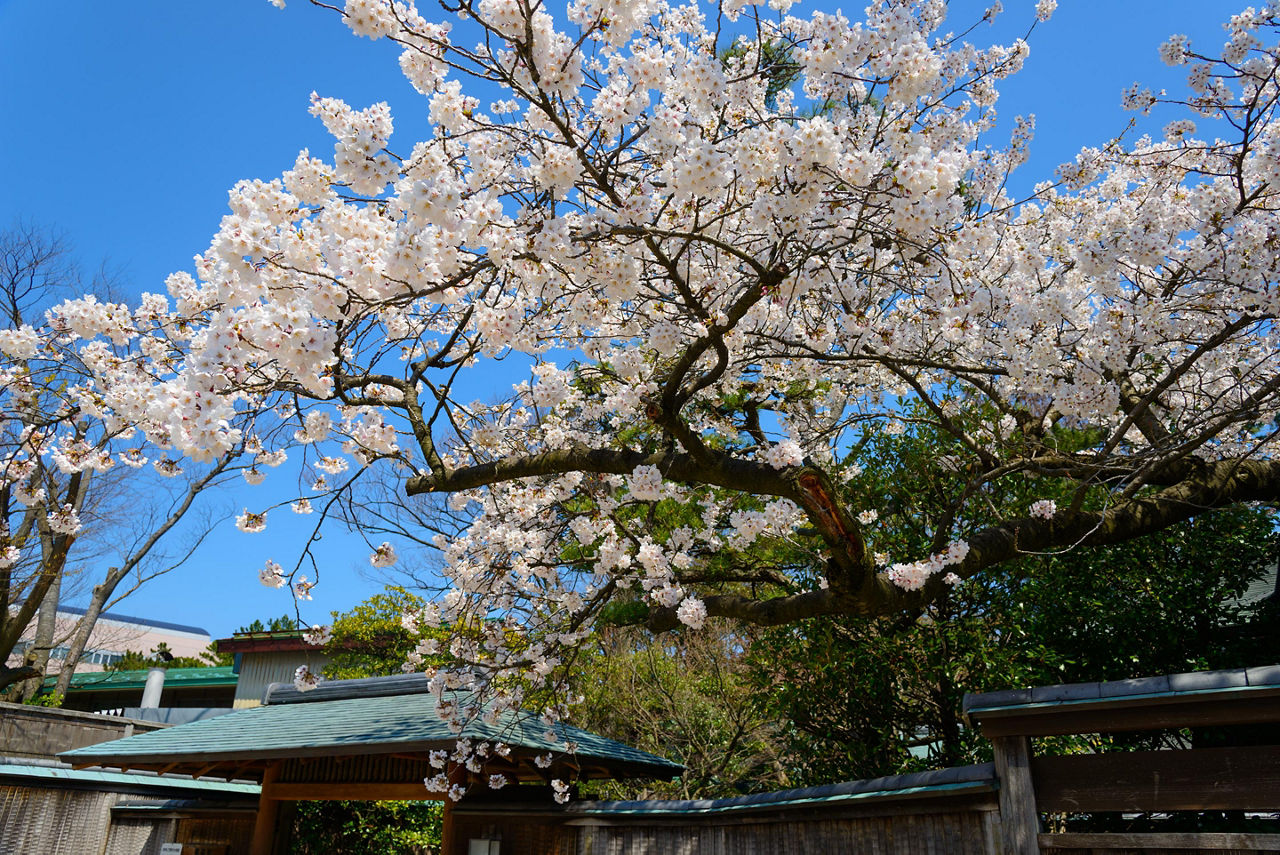 Cherry blossoms at the Hakusan Park in the city of Niigata, Japan