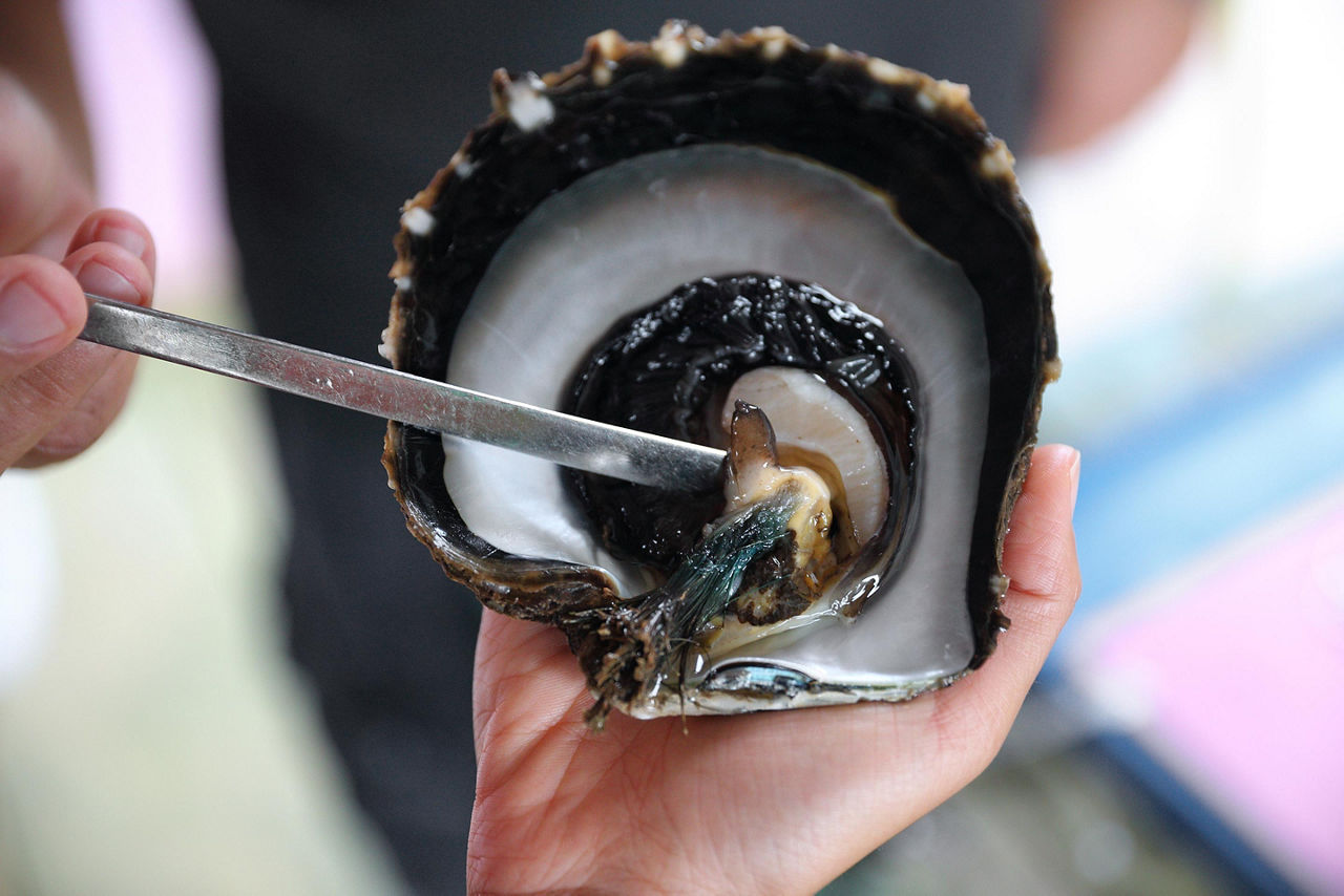 Black pearl farming in Papeete, Tahiti