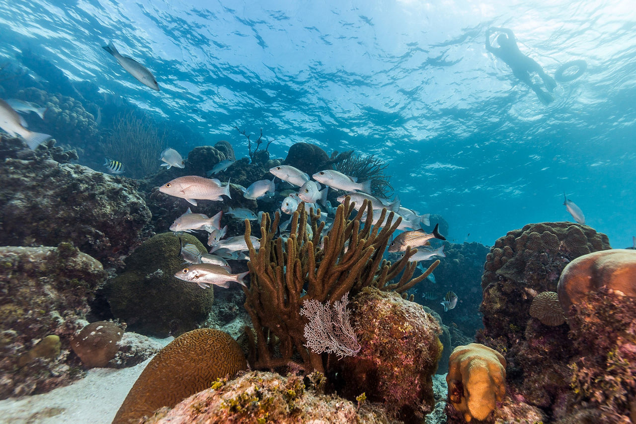 Marine Reserve Snorkeling Coral Fish, Roatan, Honduras